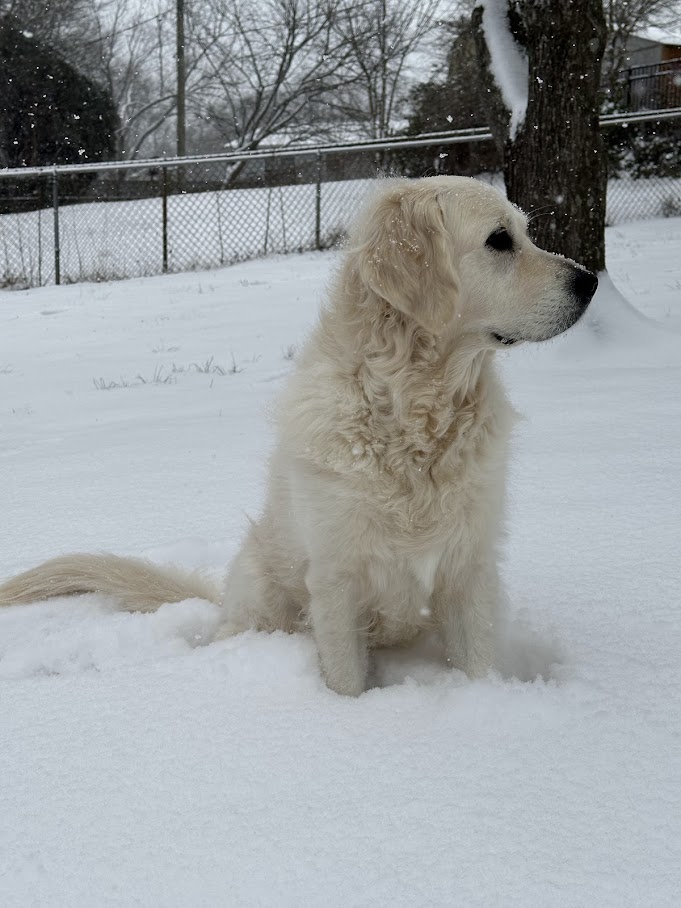 Snow Dog
